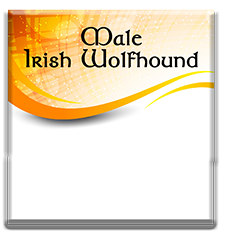 Male Irish Wolfhounds